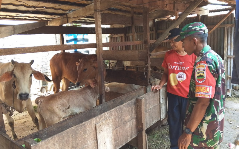 Sosialisasi oleh Babinsa Bukit Batrem, Pentingnya Jaga Kesehatan Hewan Ternak