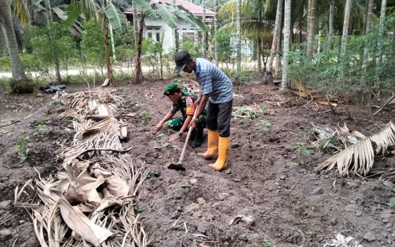 Babinsa Koramil 01 Dumai Dampingi Petani Tanam Cabe