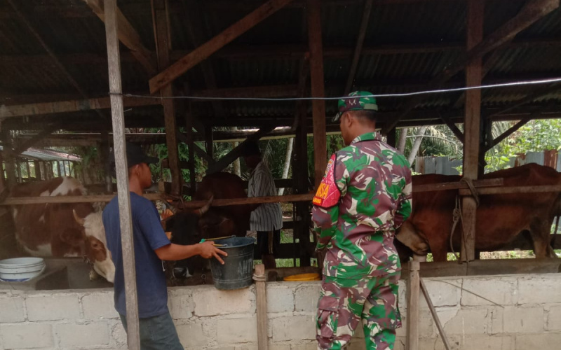 Program Rutin Pencegahan PMK oleh Babinsa di Koramil 03 SS