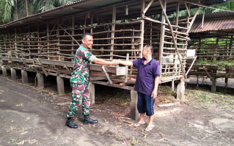 Sambangi Ternak Warga, Babinsa Bagan Keladi Sosialisasi Kesehatan