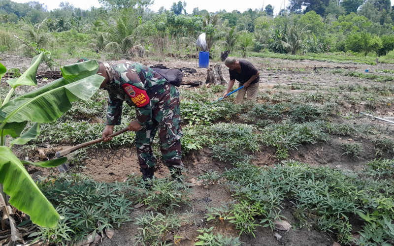 Serma F Purba Dampingi Petani Cabe di Kelurahan Bukit Timah