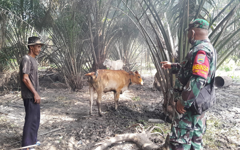Babinsa Bukit Timah Sosialisasi Cegah Penyakit di Peternakan Milik Warga