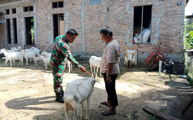 Sertu Mahyudin Sosialisasi di Peternakan Warga