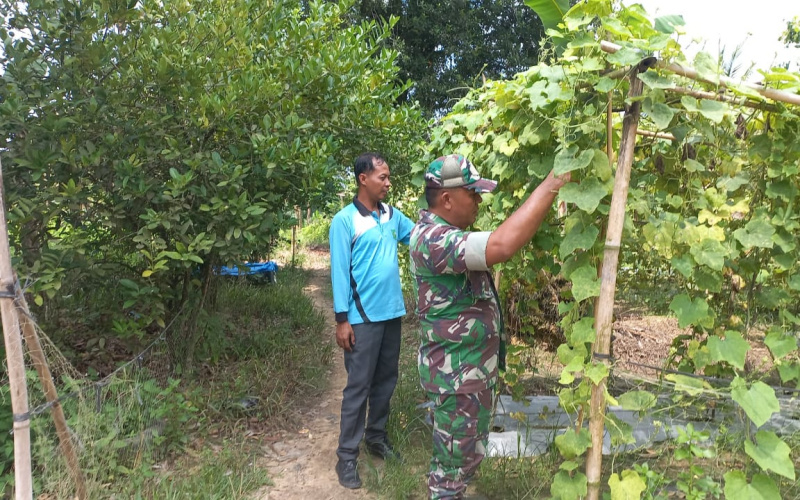 Babinsa Koramil 02 Dampingi Petani Tanaman Gambas