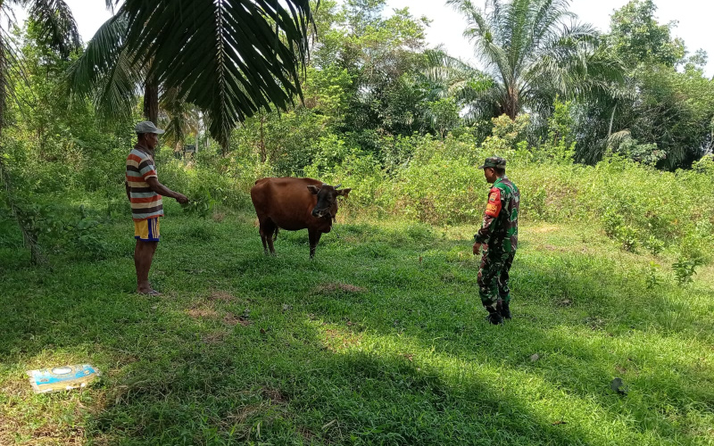 Lindungi Ternak dari Penyakit, Serma Sukardi Aktif Sosialisasi