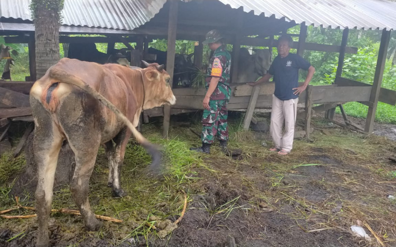 Gencar Lakukan Sosialisasi, Babinsa dari Koramil 03 Terkait Peternakan