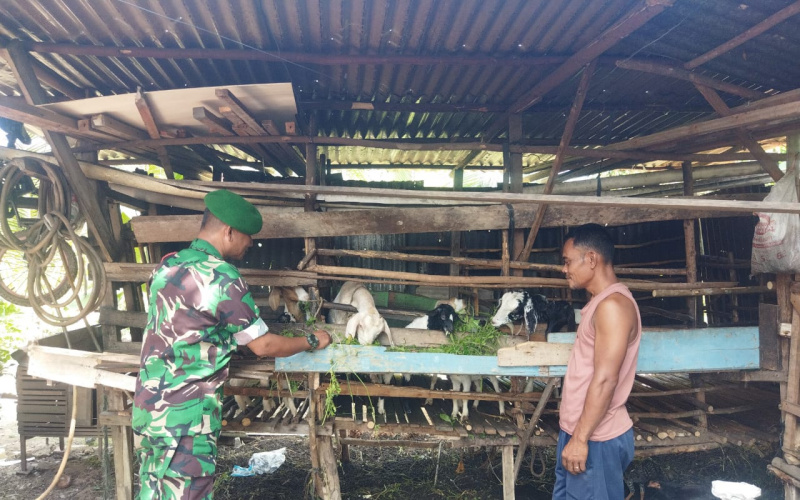 Sambang Peternakan, Upaya Babinsa Koramil 01 Cegah Penyakit Menular