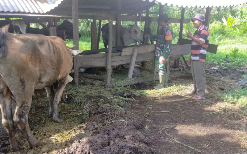 Program PMK, Serda Iwan Sahputra Sambangi Ternak Warga