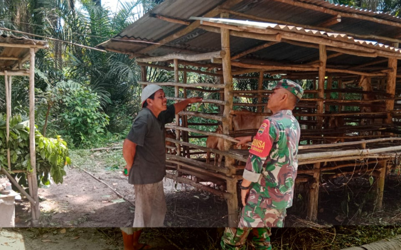 Babinsa Sei Geniot Pantau Kesehatan di Peternakan