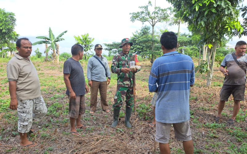 Babinsa Bukit Datuk Masuki Hari Ketiga Giat Penanaman Padi Gogo