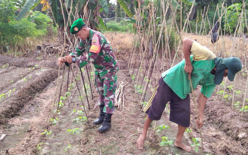 Babinsa Kelurahan STDI Dampingi Petani dalam Perawatan dan Pemeliharaan