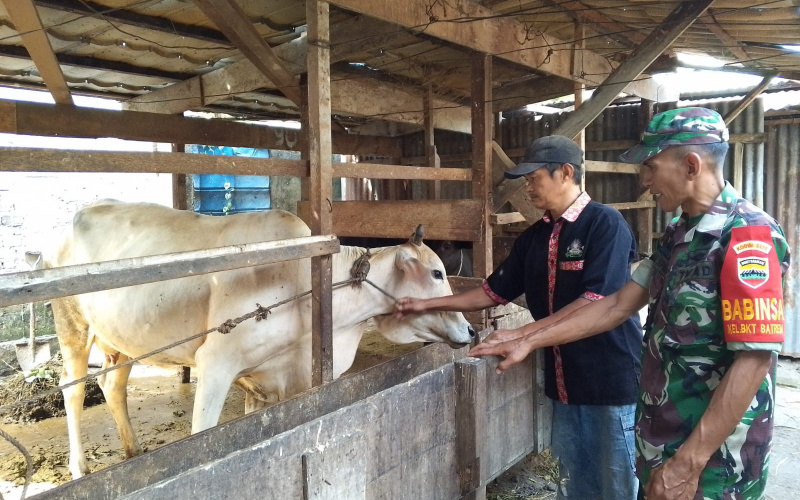 Sosialisasi PMK oleh Babinsa Kelurahan Bukit Batrem