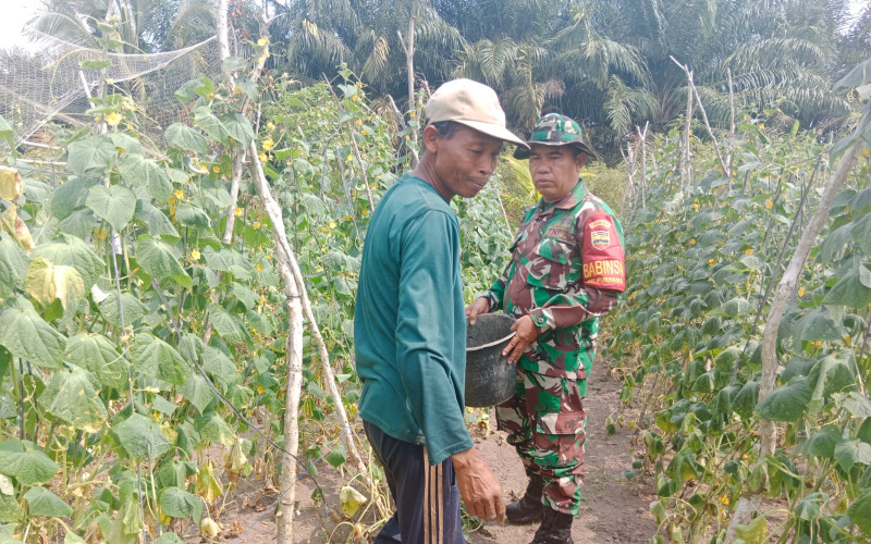 Babinsa Purnama Pendampingan Karya Nyata di Kebun Mentimun