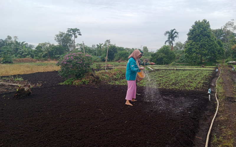 Babinsa Purnama Lakukan Pendampingan di Kebun Bayam