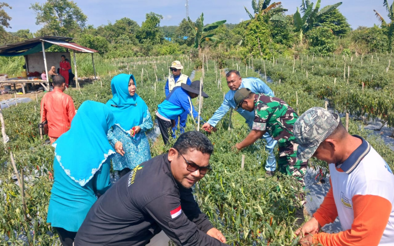 Dandim 0320 Dumai Hadiri Panen Raya di Lahan Poktan Karya Jaya