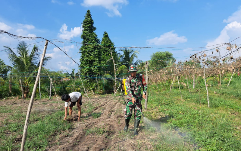 Penanaman Padi Gogo, Babinsa Bukit Datuk Lakukan Peninjauan Lahan ke 2