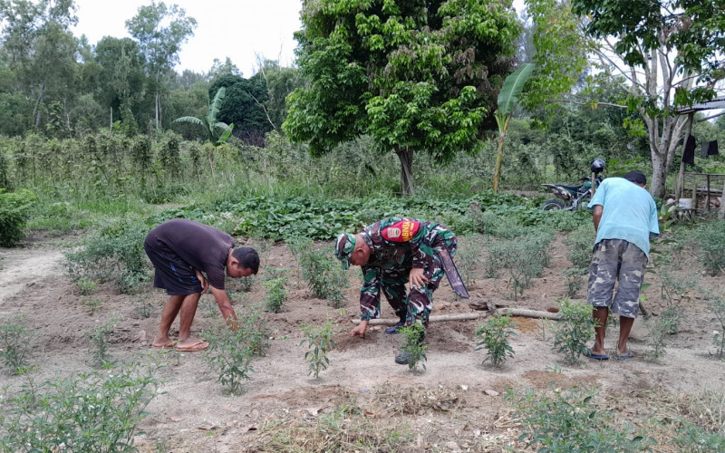 Karya Nyata Tanaman Cabe oleh Babinsa Bukit Timah