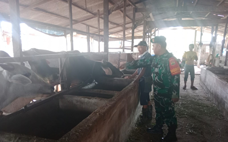 Terkait Peternakan, Babinsa Sertu Mahyudin Laksanakan Sosialisasi