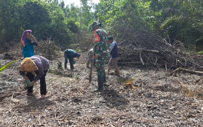 Tanam Padi Gogo, Babinsa Bukit Datuk Kolaborasi dengan Dinas Pertanian