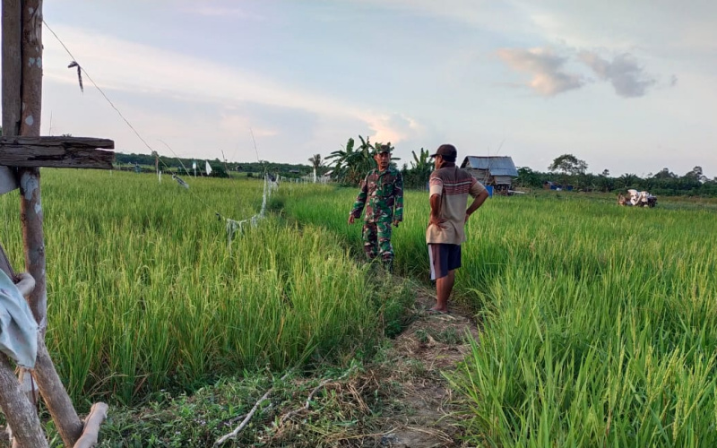 Koramil 03 Dampingi Petani Tanam Padi Gogo di Sungai Sembilan