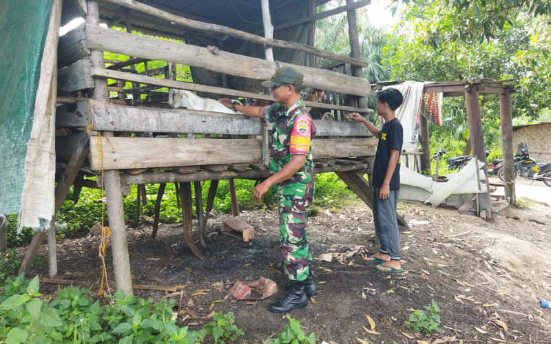 Sertu Abu Kosim Lakukan Pemantauan Kesehatan di Peternakan Warga