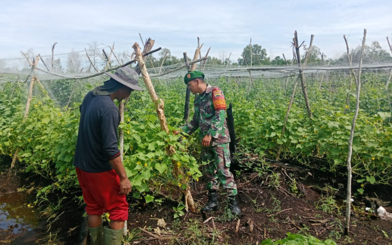 Babinsa Tanjung Palas Dampingi Petani Dalam Penanaman Timun