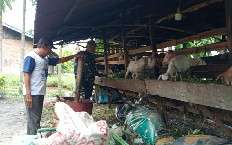 Sosialisasi PMK di Peternakan oleh Babinsa Koptu Tomi H Panggabean