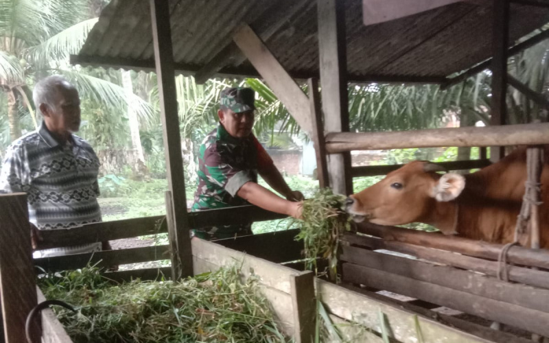Babinsa Dumai Kota Sosialisasi Pencegahan PMK, Ini Paparannya