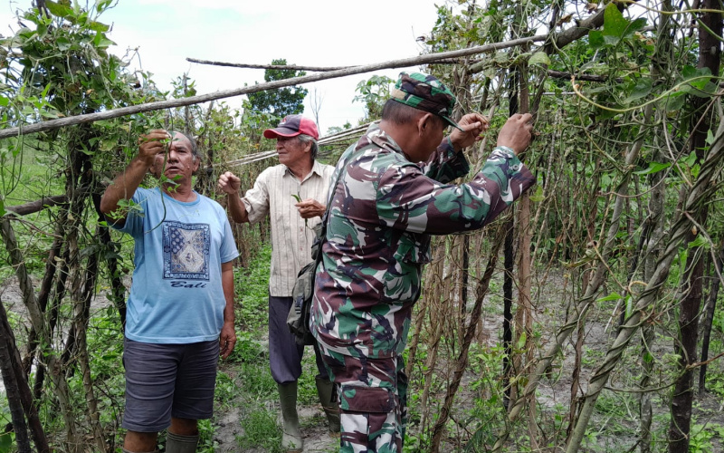 Babinsa Bukit Timah Tingkatkan Produktivitas Pertanian di Wilayah Dumai