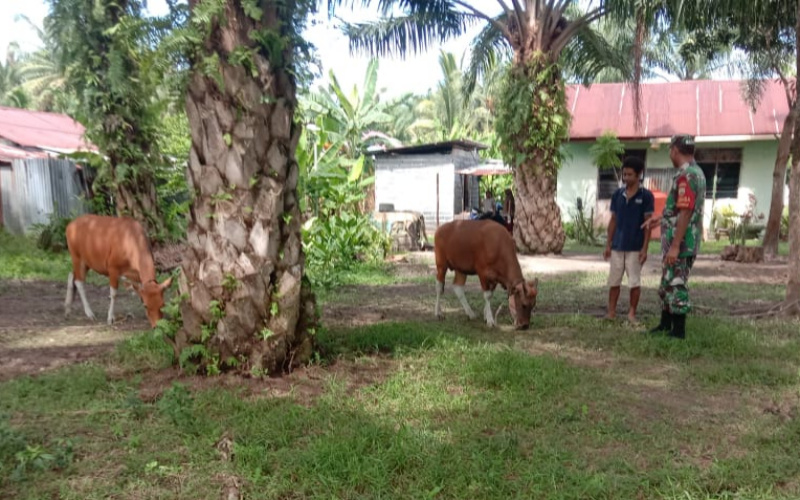Sambang Peternakan, Babinsa Sertu Ramli Cegah Penyebaran PMK