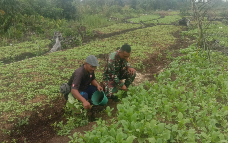 Koramil 01 Dumai Rutin Beri Pendampingan Kepada Para Petani
