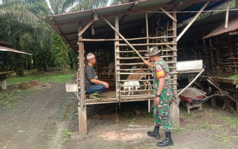 Babinsa Bagan Keladi Realisasikan Program PMK di Peternakan