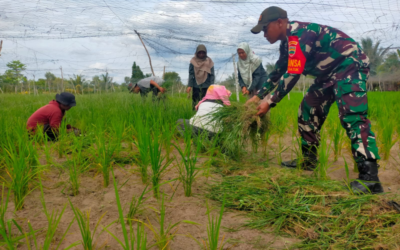 Koramil 01 Cek Perkembangan Penanaman Padi Gogo