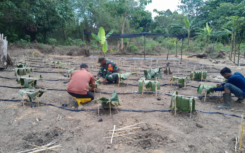 Babinsa Bukit Timah Dampingi Petani dalam Perawatan