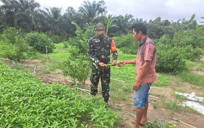 Beri Pendampingan Kepada Warga, Koramil 01 Dukung Usaha Pertanian