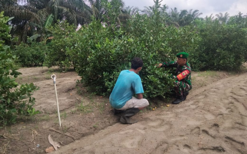 Koramil 01 Karya Nyata, Beri Pemahaman Dibidang Pertanian
