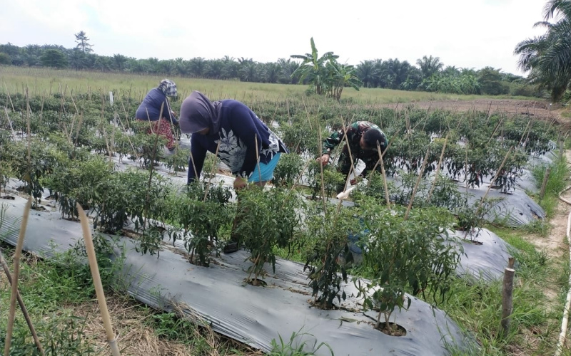 Koramil 03 Sosialisasi Kepada Petani Cabai, ini Paparannya