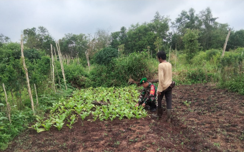 Sertu Sugianto Dampingi Petani Meningkatkan Produktivitas