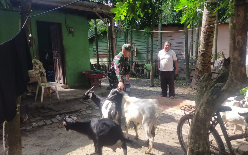 Babinsa Teluk Binjai Beri Dukungan di Bidang Peternakan