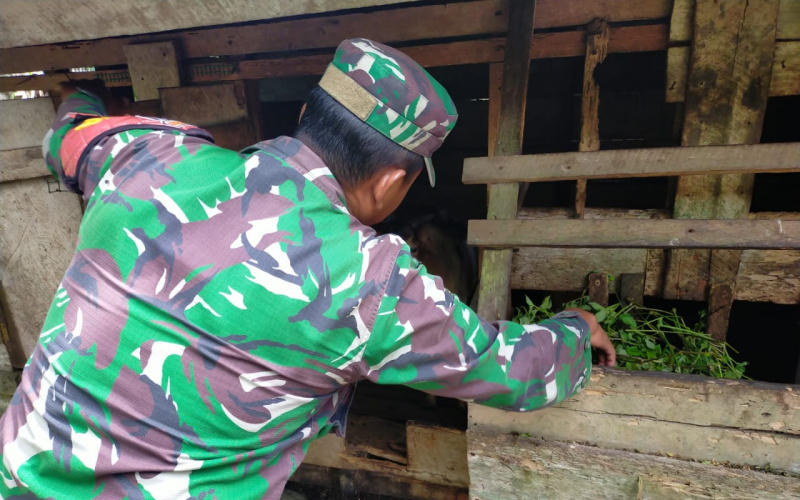 Koramil 03 Kunjungi Beberapa Peternakan Warga, Jalankan Program PMK