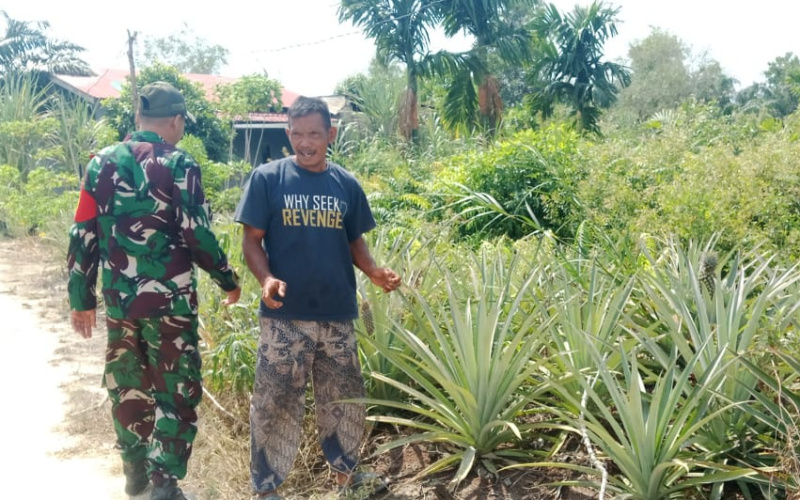 Beri Pendampingan Budidaya Nanas oleh Babinsa Tanjung Palas