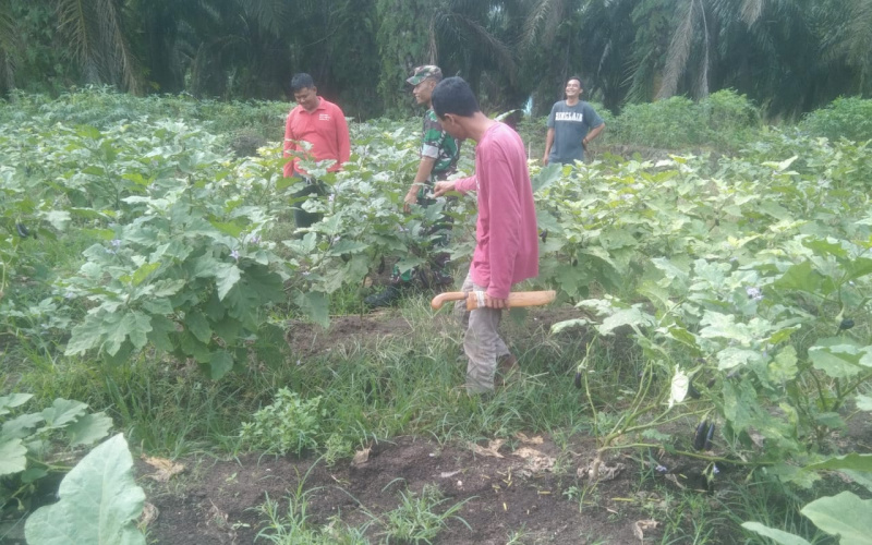 Serda Erwan Dampingi Petani di Kecamatan Serbajadi Aceh Timur