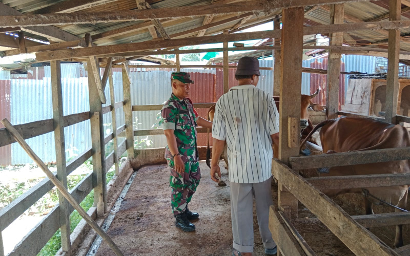 Koramil 03 Sei Sembilan Rutin Lakukan Pendampingan di Peternakan