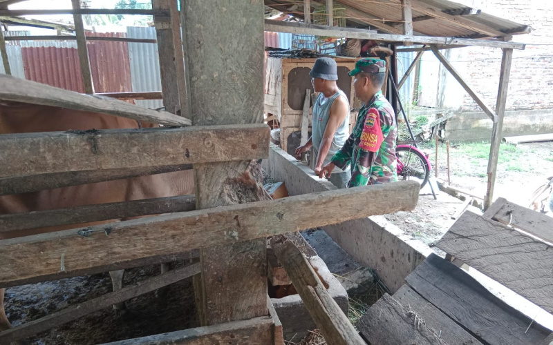 Pencegahan Penyakit Menular di Peternakan oleh Babinsa Sei Geniot