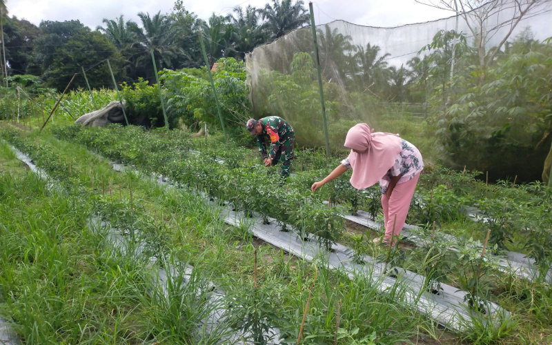 Babinsa Bagan Besar Timur Giat Pendampingan Terhadap Petani Cabe