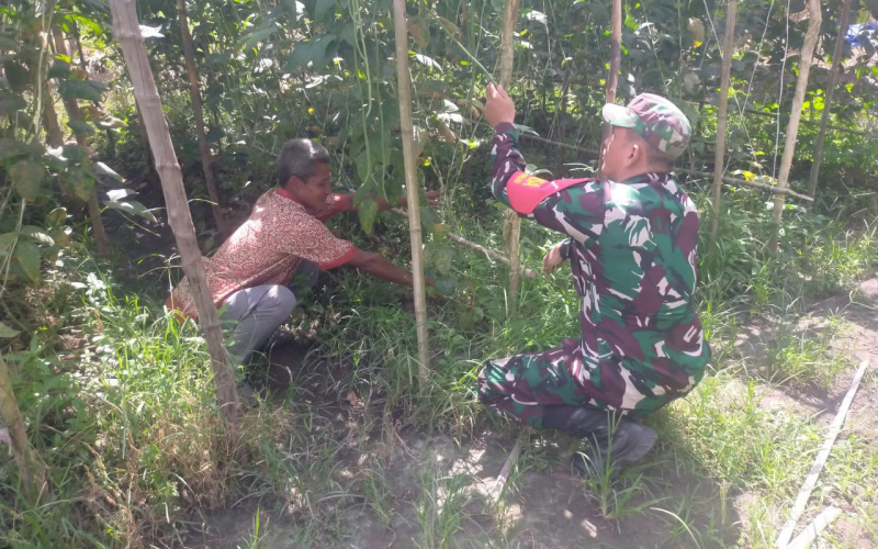 Babinsa Teluk Binjai Pendampingan Karya Nyata di Bidang Pertanian