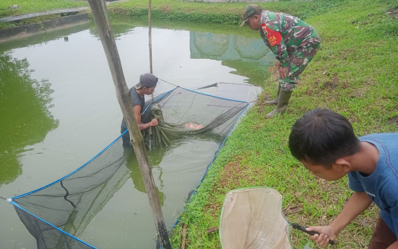 Babinsa Bagan Besar Pendampingan Karya Nyata di Balai Benih Bibit Ikan